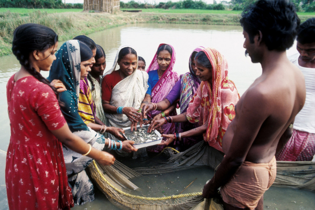Women stand in a village pond in India to check on common carp fry they are raising 